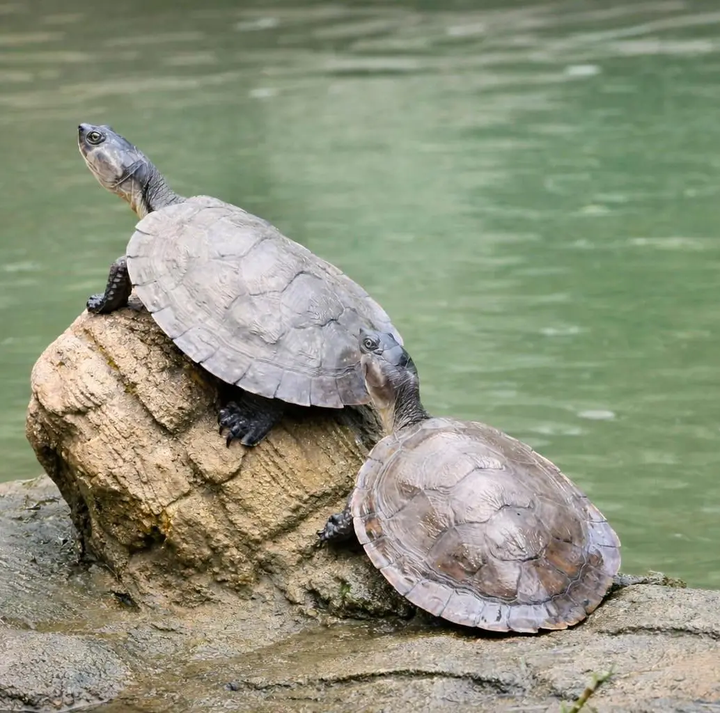 La liberación de tortugas de río es una de las actividades más atractivas del nuevo turismo en Puerto Triunfo. Para hacerlo debe ir hasta el corregimiento de Estación Cocorná. FOTO Cortesía