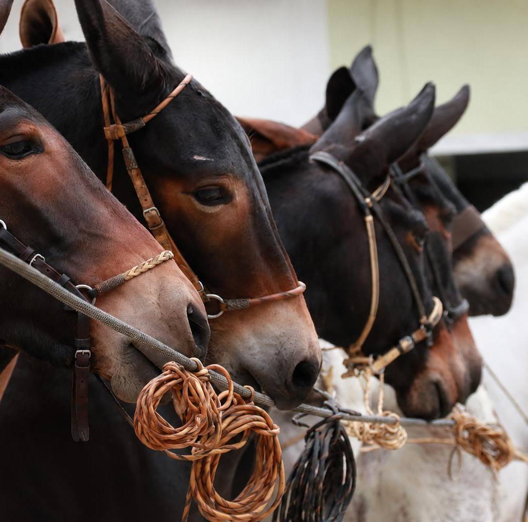 El Congreso aprobó la Ley Bartolo, una norma que reconoce a Titiribí como Capital Mundial de la Mula de Silla. Foto: tomada de redes de la Alcaldía de Titiribí