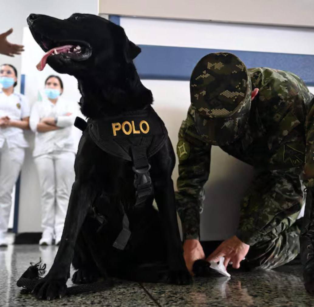 Polo, uno de los perros que ayuda en el Hospital Militar Central. FOTO: AFP