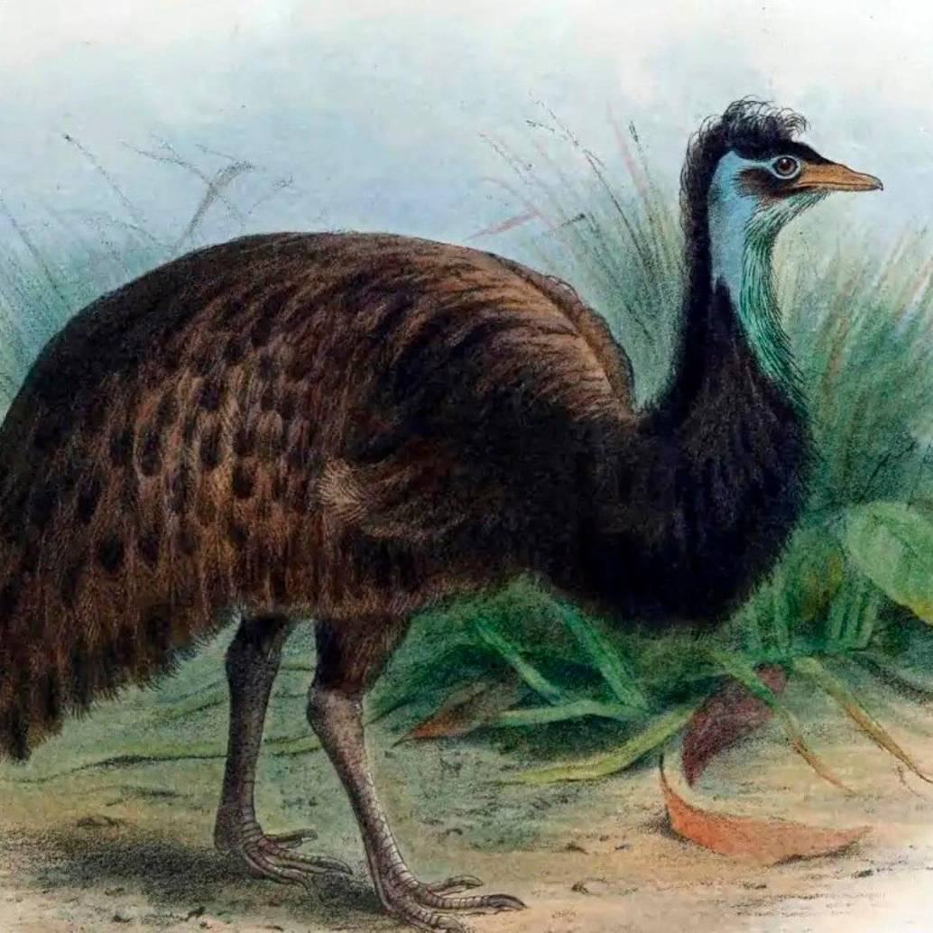 Emú de Tasmania, especie extinta. IMAGEN Europa Press