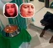 La veterinaria Daniela Montes Tapia (detalle, izquierda) y Luis Fernando Galvis Blanco (detalle, derecha) fueron procesados por la muerte del perro, llamado Aquiles (foto principal) dentro de una vivienda del barrio Popular, de Medellín. FOTOS: CORTESÍA
