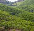Defensoría advierte que cultivos de hoja de coca aumentaron en 118.000 hectáreas entre 2020 y 2024. Foto: El Colombiano