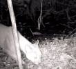 Este es el puma que fue avistado por las autoridades ambientales de Itagüí, siendo una especie que no esperaban encontrar en este territorio. FOTO: CORTESÍA ALCALDÍA DE ITAGÜÍ