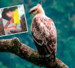 Varias águilas crestadas, una especie en riesgo, han sido asesinadas a punta de balines o perdigones de armas de aire comprimido en Antioquia. FOTOS<b><span class=mln_uppercase_mln> CORTESÍA</span></b>