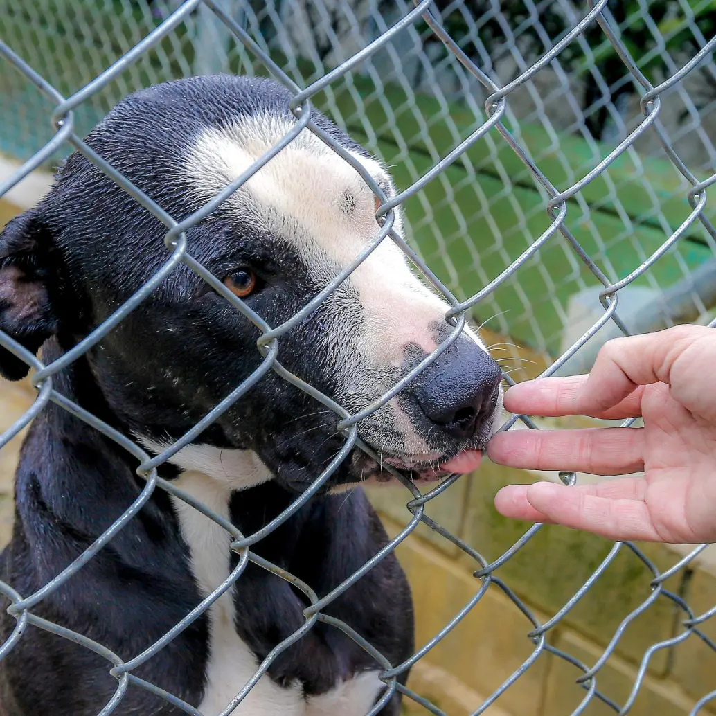 El panorama de maltrato animal es crítico en Antioquia. Según la Fiscalía General de la Nación, desde 2024 hasta la fecha van 250 denuncias, 14 juicios, 21 imputaciones y dos sentencias. FOTO Juan Antonio Sánchez