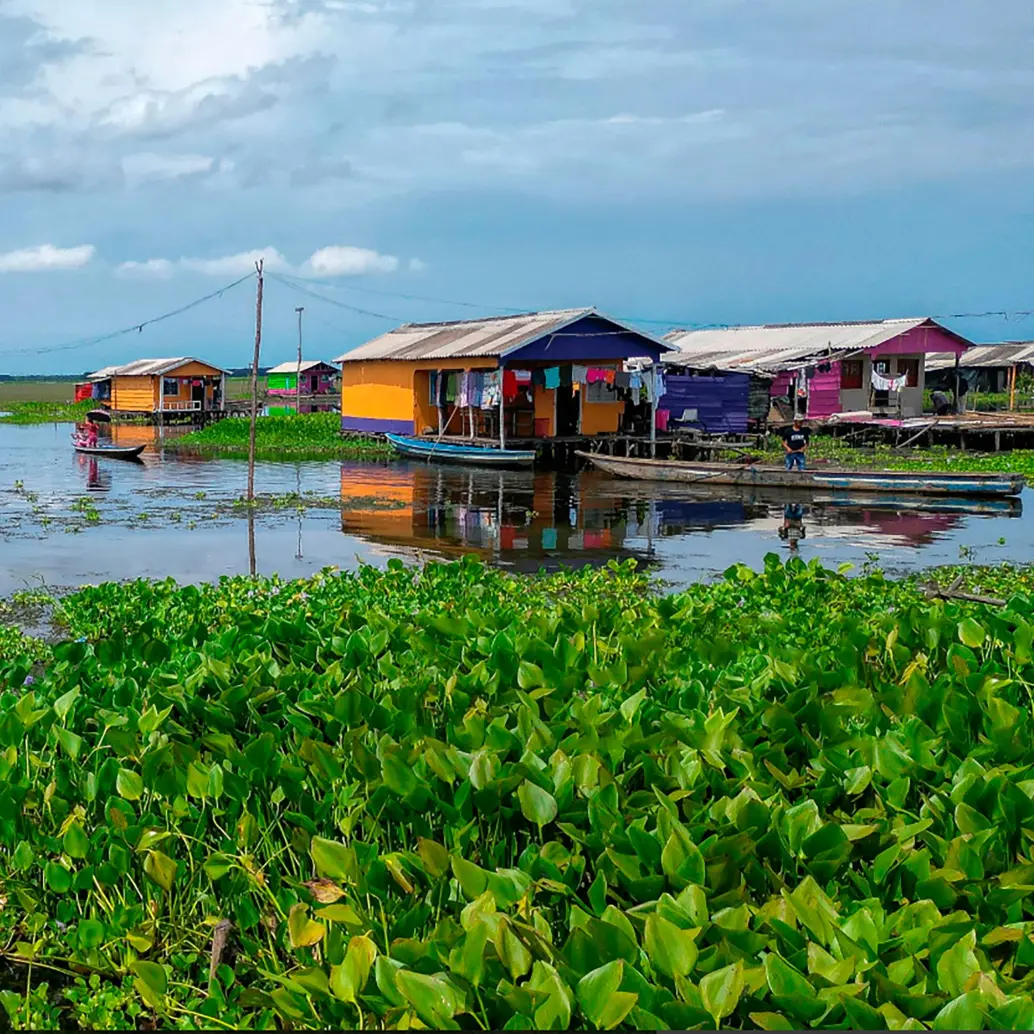 Ante esta situación, los habitantes de Nueva Venecia hacen un llamado urgente a las autoridades ambientales y al Gobierno Nacional para implementar planes de control que frenen la propagación de la planta y protejan tanto el ecosistema como la vida de quienes lo habitan. Foto: AFP
