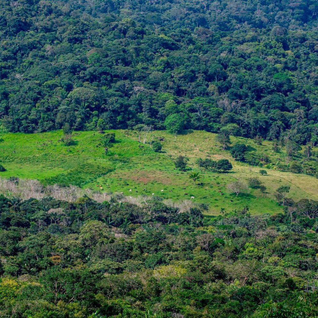 La pérdida de bosques no ocurre igual en todo el mundo: mientras la agricultura permanente impulsa la deforestación en América Latina, en África predominan los cultivos migratorios y en Rusia los incendios. FOTO: Juan Antonio Sánchez