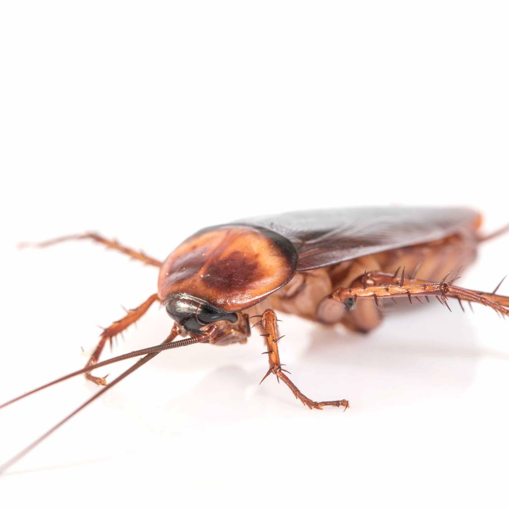 ¿Plaga de cucarachas en casa? Soluciones naturales que sí funcionan. Foto: Frepick