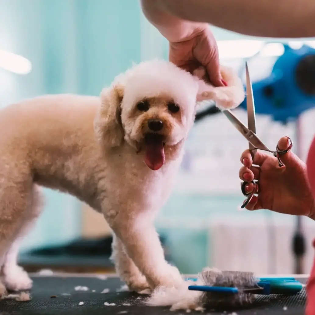 Las vacantes para trabajar con animales crecen en Colombia: clínicas, granjas y peluquerías buscan talento con vocación. FOTO: GETTY