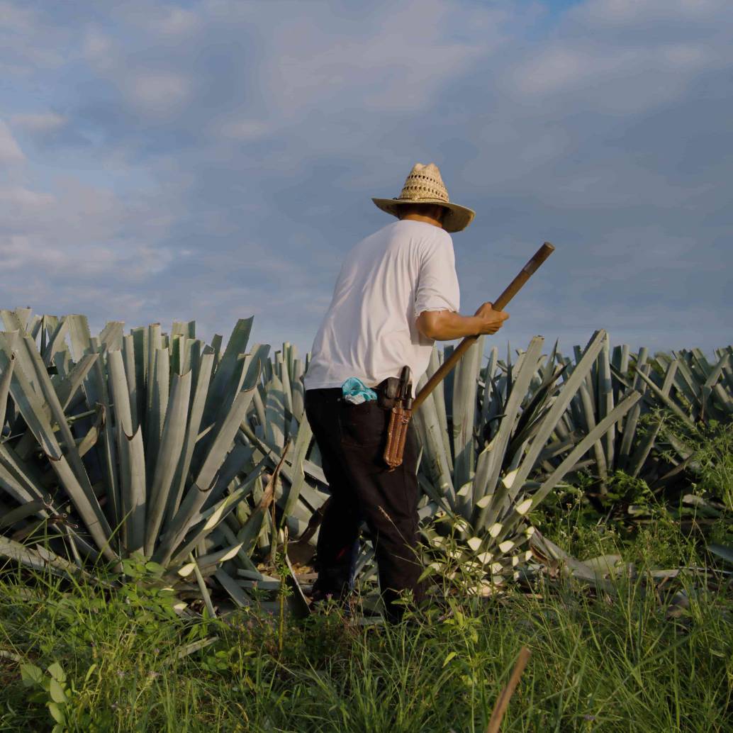 En un rancho agrícola de Dolores Hidalgo, Guanajuato, las autoridades localizaron a cerca de 700 personas presuntamente víctimas de trata con fines de explotación laboral. La mayoría provenía de estados del sur del país. FOTO: Tomada de Freepik