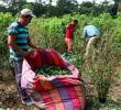 Colombia cuenta con más 60% de la producción de coca mundial. FOTOS CAMILO SUÁREZ.