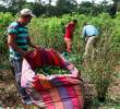 Los cultivos de hoja de coca ya son más altos que los de papa y yuca. Foto Manuel Saldarriaga.