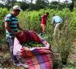 La siembra de hoja de coca sigue en aumento sostenido desde el inicio del proceso de negociación de paz con las Farc, en 2013. FOTO: MANUEL SALDARRIAGA.