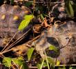 El grupo de animales liberados estaba compuesto por 20 tortugas hicoteas y 70 tortugas morrocoy, las cuales culminaron exitosamente un riguroso proceso de recuperación. FOTO CORTESÍA