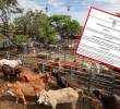 El Gobierno busca aumentar la oferta interna de ganado para frenar el alza en la carne. FOTO: MANUEL SALDARRIAGA