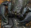 Uno de los escorpiones o alacranes que hay en el departamento de Antioquia. FOTO: Camilo Suárez.