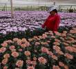 Estados Unidos es el principal destino de las flores en Antioquia. Fotografía en Flores El Capiro. Foto: Manuel Saldarriaga