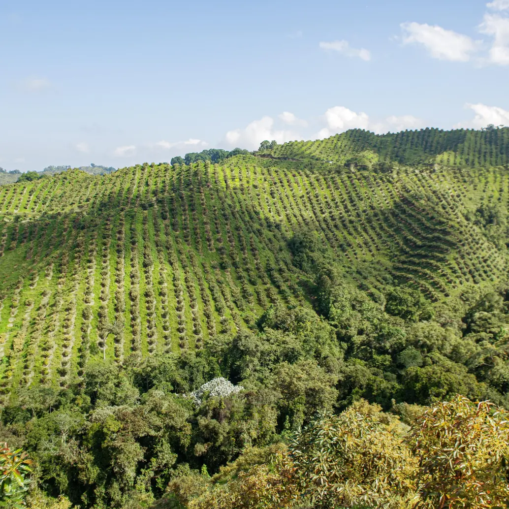 Cultivo Wakate. Foto: Cortesía. 