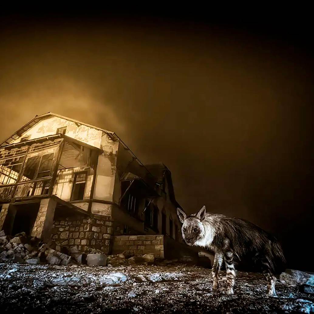 Foto: “Atractivo mortal” de Chien Lee, fue la ganadora en la categoría: Plantas y hongos. Las fotos ganadoras no solo celebran la creatividad y la técnica, sino también la importancia de preservar los ecosistemas frente al impacto del cambio climático y la acción humana. Foto: Chien Lee
