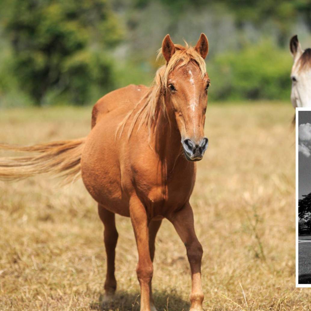 Una niña de 4 años murió en un establecimiento ubicado en Palmira, Valle, mientras daba un paseo en caballo guiado a través de un instructor. Fotos: Andrés Camilo Suárez Echeverry y @latinajacali