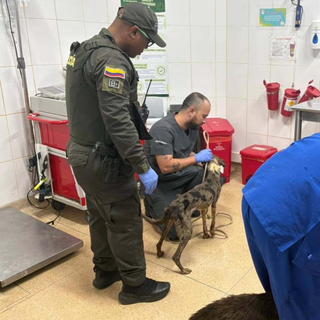 Durante la inspección, las autoridades evidenciaron que los caninos presentaban un avanzado estado de caquexia, una condición asociada con desnutrición severa y pérdida extrema de masa corporal. FOTO Policía Metropolitana. 