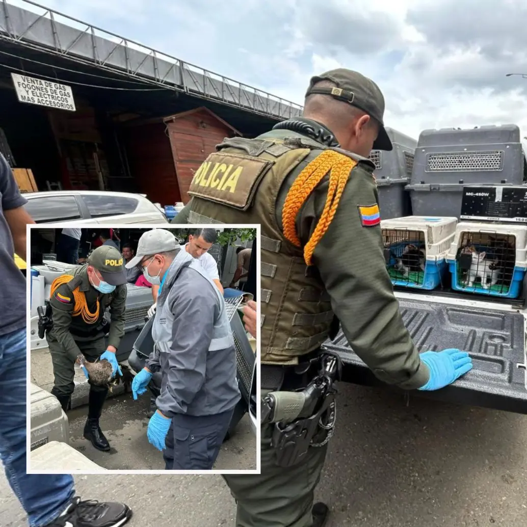 Adelante, uno de los patos que fue rescatado. Atrás, cachorros de felino que también fueron rescatados por la Policía. FOTO: Cortesía MEVAL