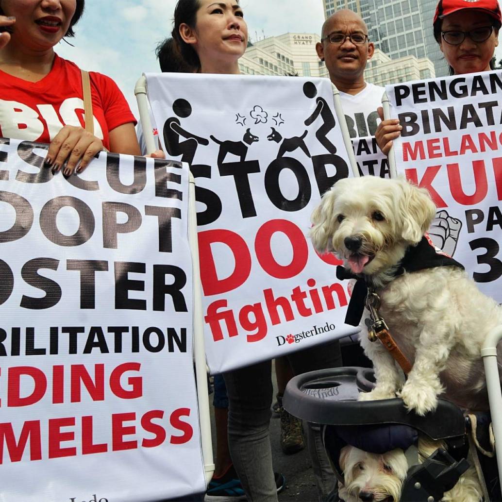 El consumo de carne de perros en Yakarta ha generado protestas por parte de colectivos que se oponen a esta tradición, mientras que otra parte de la población defiende esta práctica. Foto: Getty Images