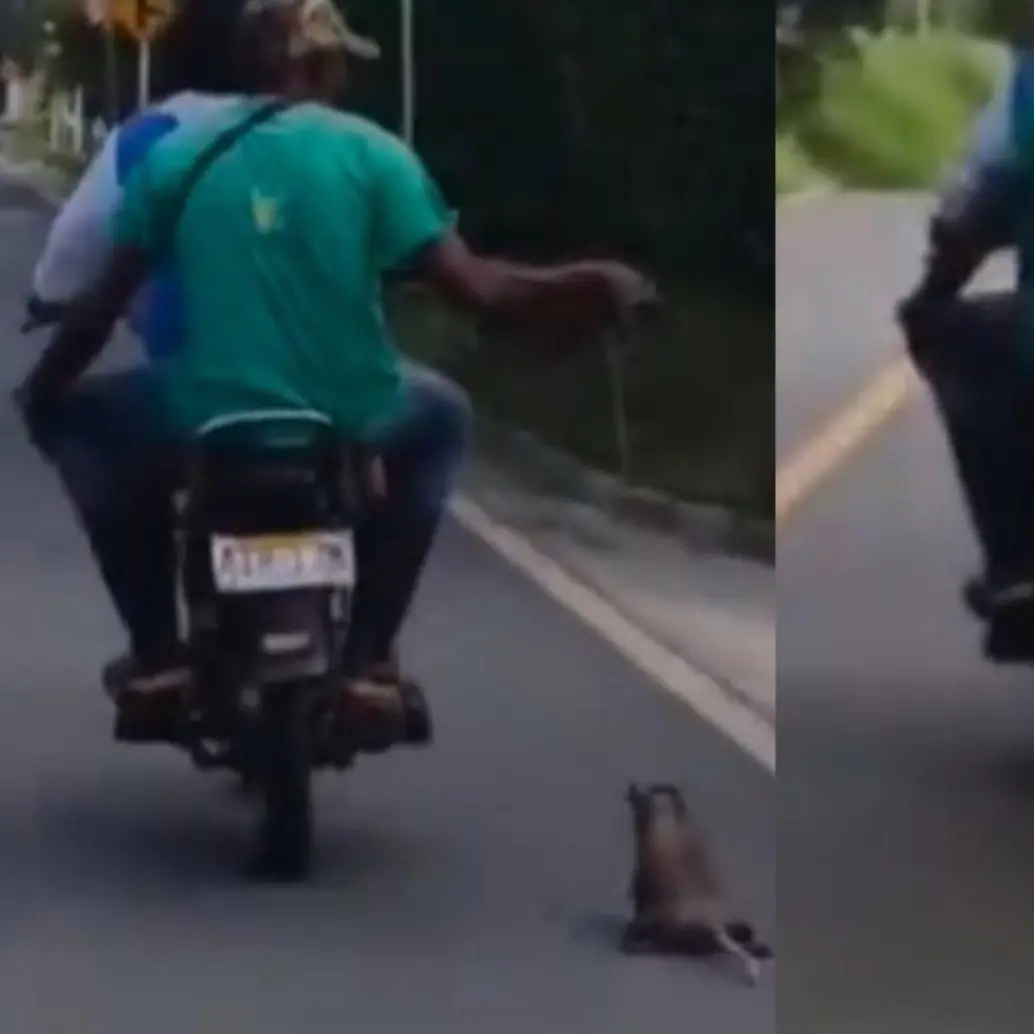 La zarigüeya fue arrastrada varios metros por hombres que viajaban en una moto. Foto: Captura de video