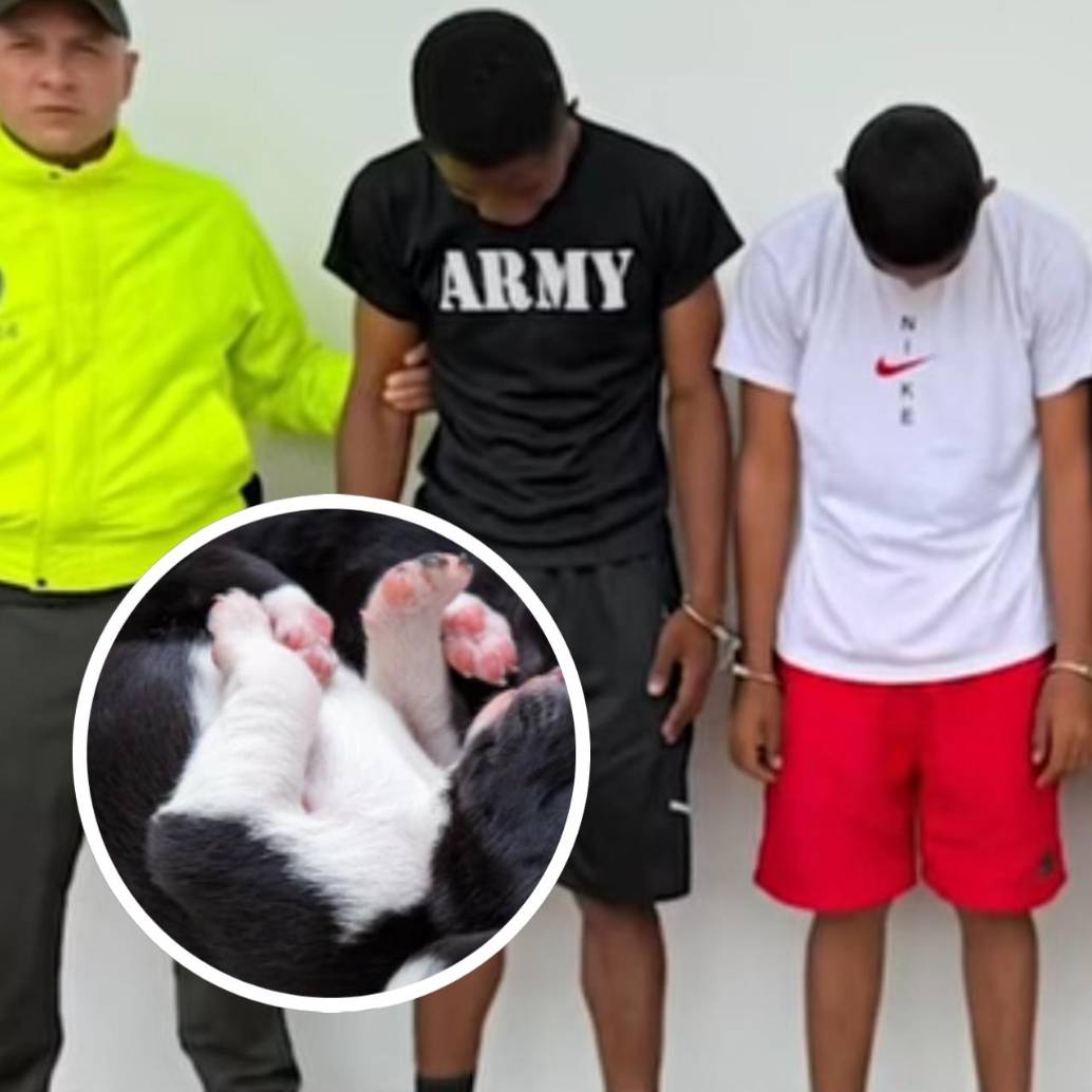 Entre machetazos y risas grabadas por celular, tres militares en Buenaventura convirtieron un puesto de control en un escenario de tortura animal. <b>La imagen del perro es de referencia.</b> FOTO: Policía Nacional, Fiscalía General de la Nación y SSTOCK