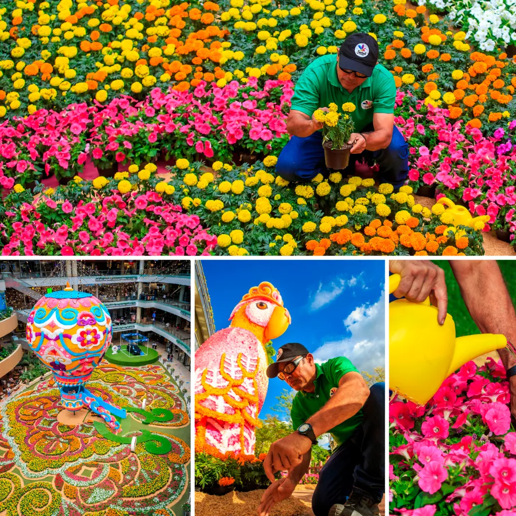 Este año el tapete de flores festeja 15 años con grandes piezas que en otro momento fueron el diseño principal de esta actividad. FOTOS Camilo Suárez.