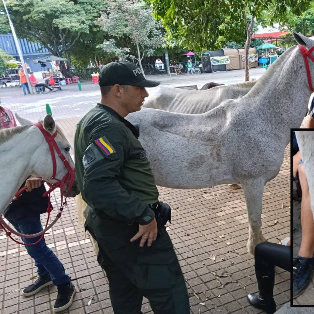 Autoridades ambientales revisan algunos de los equinos en el Parque Exlpora. FOTO: Cortesía