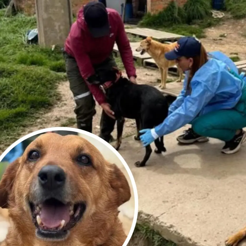 En una acción conjunta sin precedentes en el departamento, el grupo Gelma de la Fiscalía, la Policía Nacional y el Instituto de Protección y Bienestar Animal de Cundinamarca intervinieron una vivienda donde permanecían hacinados más de 300 perros. FOTO: Fiscalía General de la Nación