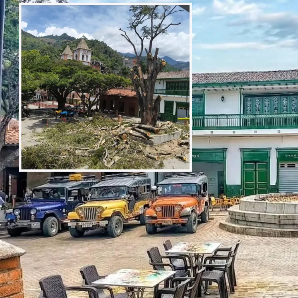 Durante los últimos días se ha hecho la tala paulatina del emblemático árbol. FOTO: imagen tomada de redes.