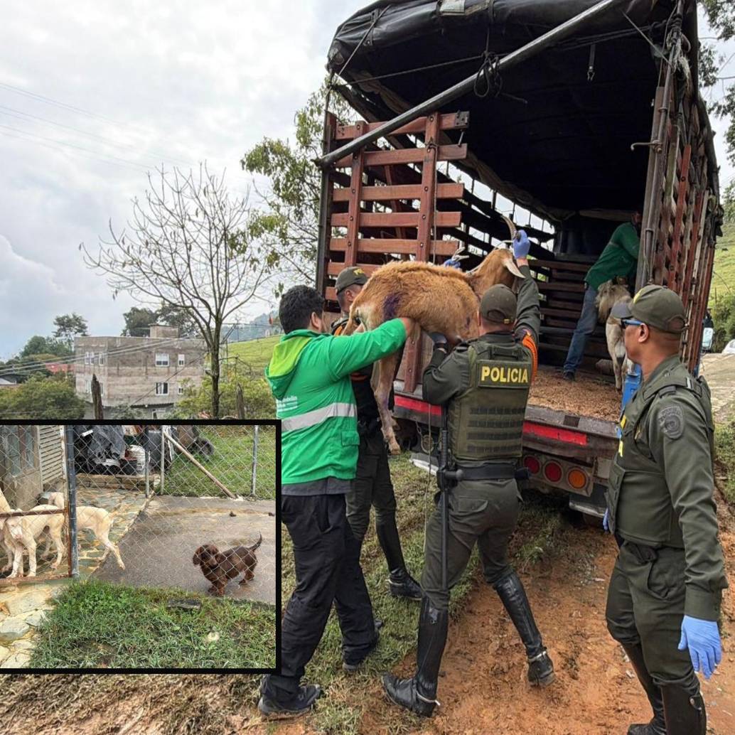 Adelante, algunos de los perros encontrados. Atrás, una de las cabras rescatadas. FOTO: Cortesía