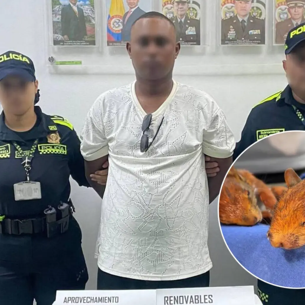 El hombre de 25 años fue capturado en el aeropuerto Rafael Núñez de Cartagena con dos ardillas en los genitales. Fotos: Policía Metropolitana de Cartagena y EPA Cartagena