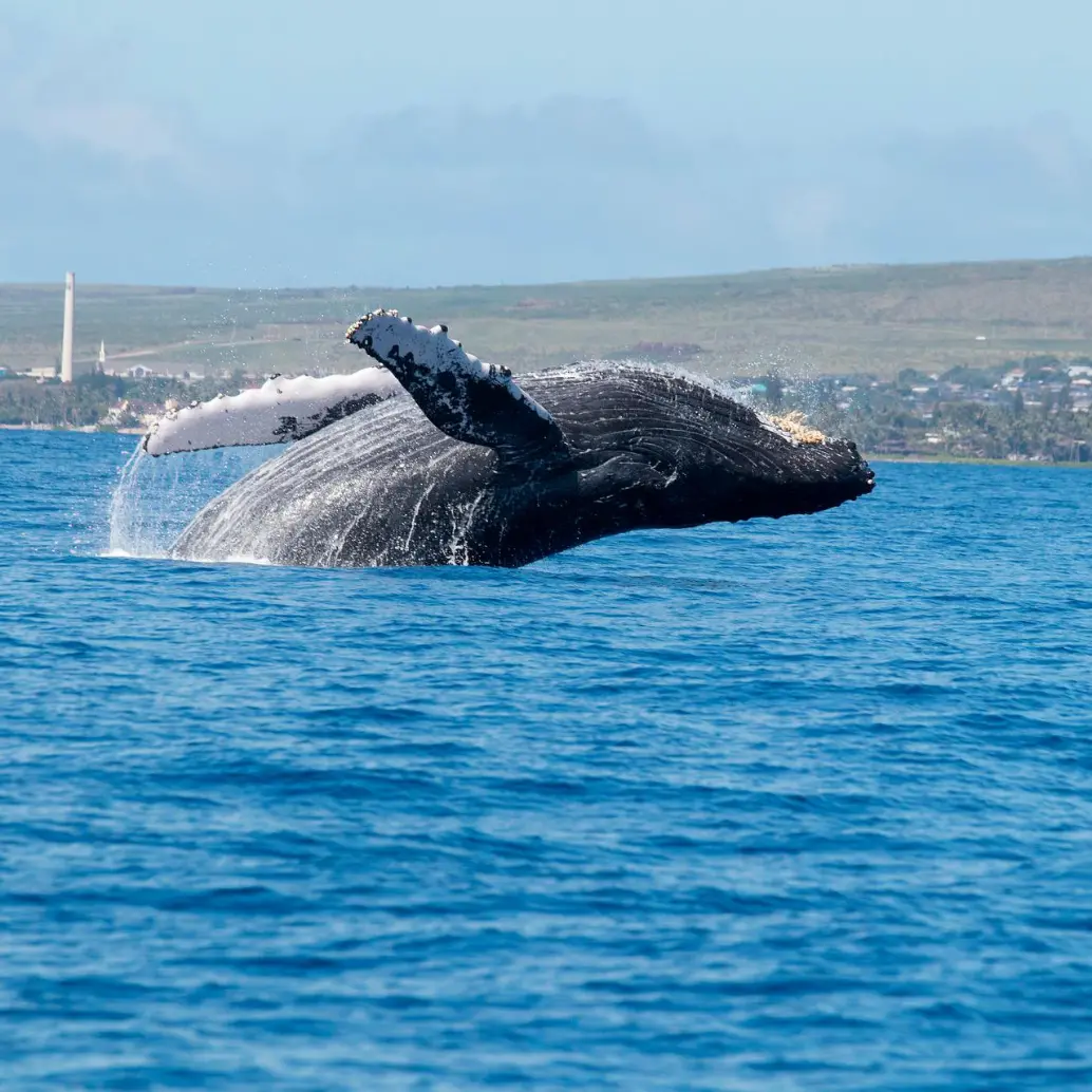 Cada año, más de 3.000 ballenas yubarta llegan al Pacífico colombiano para reproducirse y dar a luz, convirtiendo estas aguas en uno de sus corredores migratorios clave. FOTO Pixabay