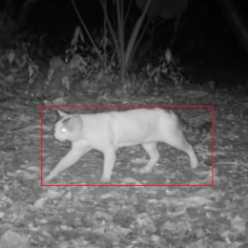 Gatos y perros atacan a fauna silvestre si no se quedan en casa. Foto: CVC.