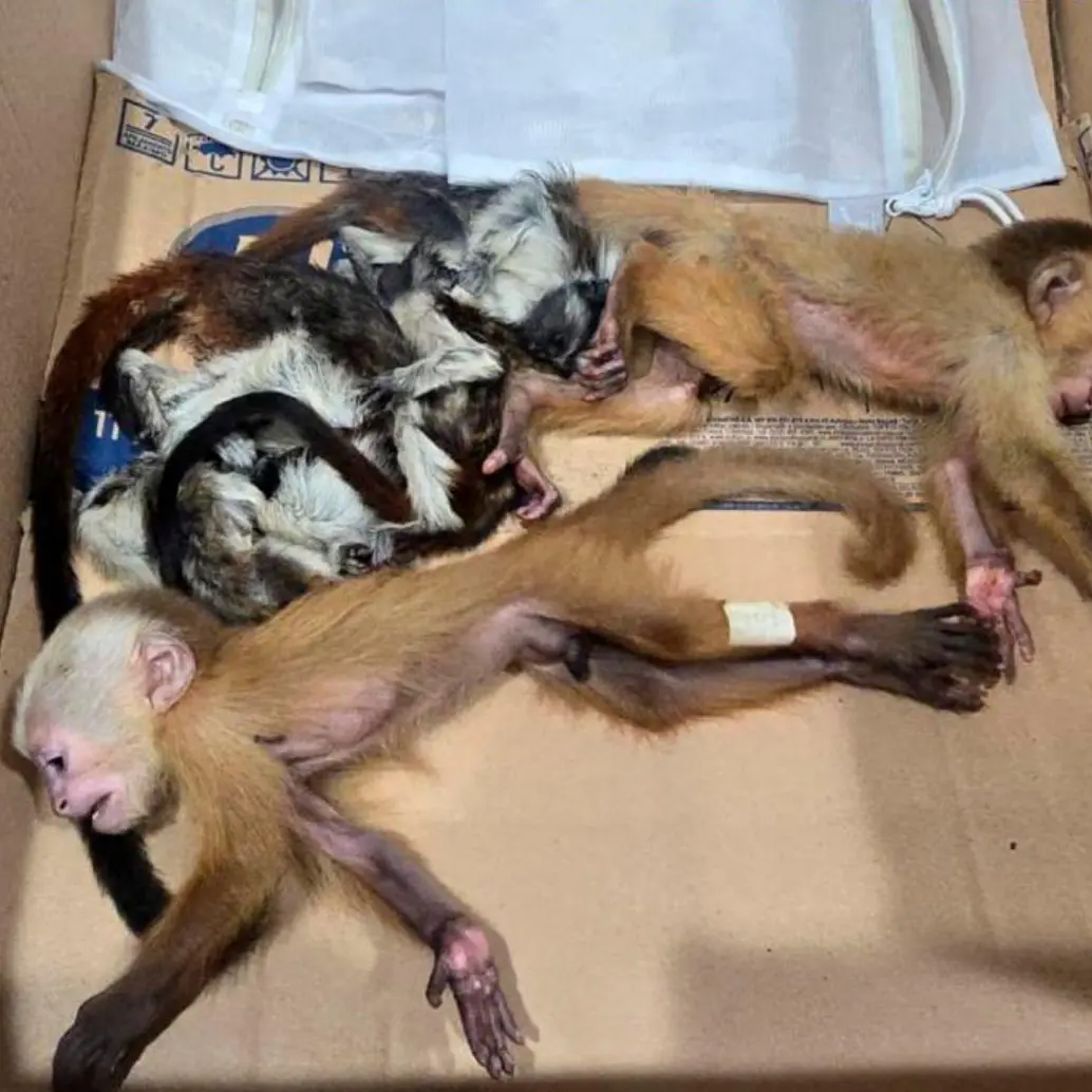 Los animales rescatados en el aeropuerto José María Córdova presentan cuadros severos de deshidratación, signos de malnutrición y maltrato,<b> </b>lesiones cutáneas y estrés.<b> </b>FOTO: Tomada de X @cornare