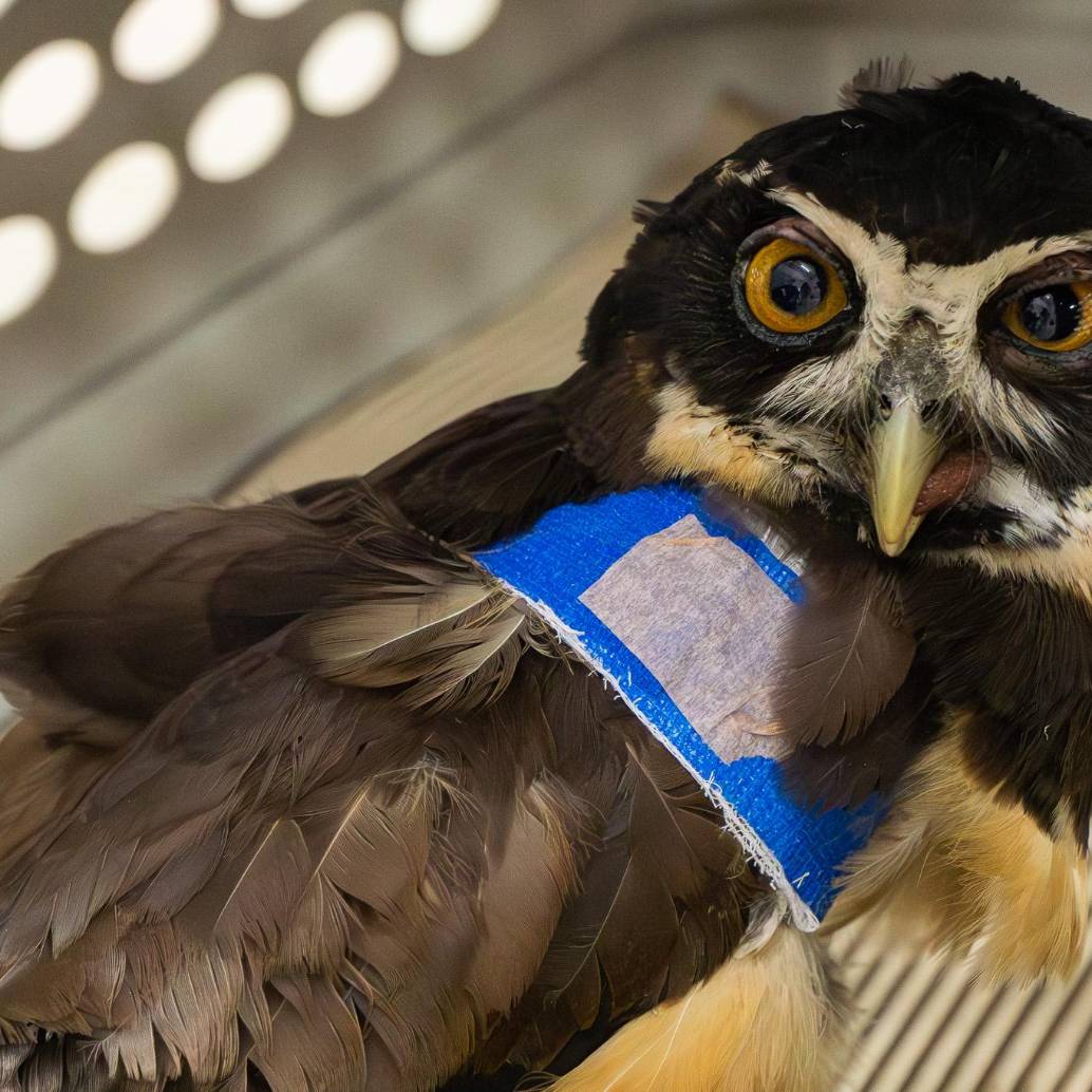 Del total de los animales silvestres atendidos en el CAV el mes pasado, sólo el 35% quedó con vida. FOTO Cortesía Cornare.