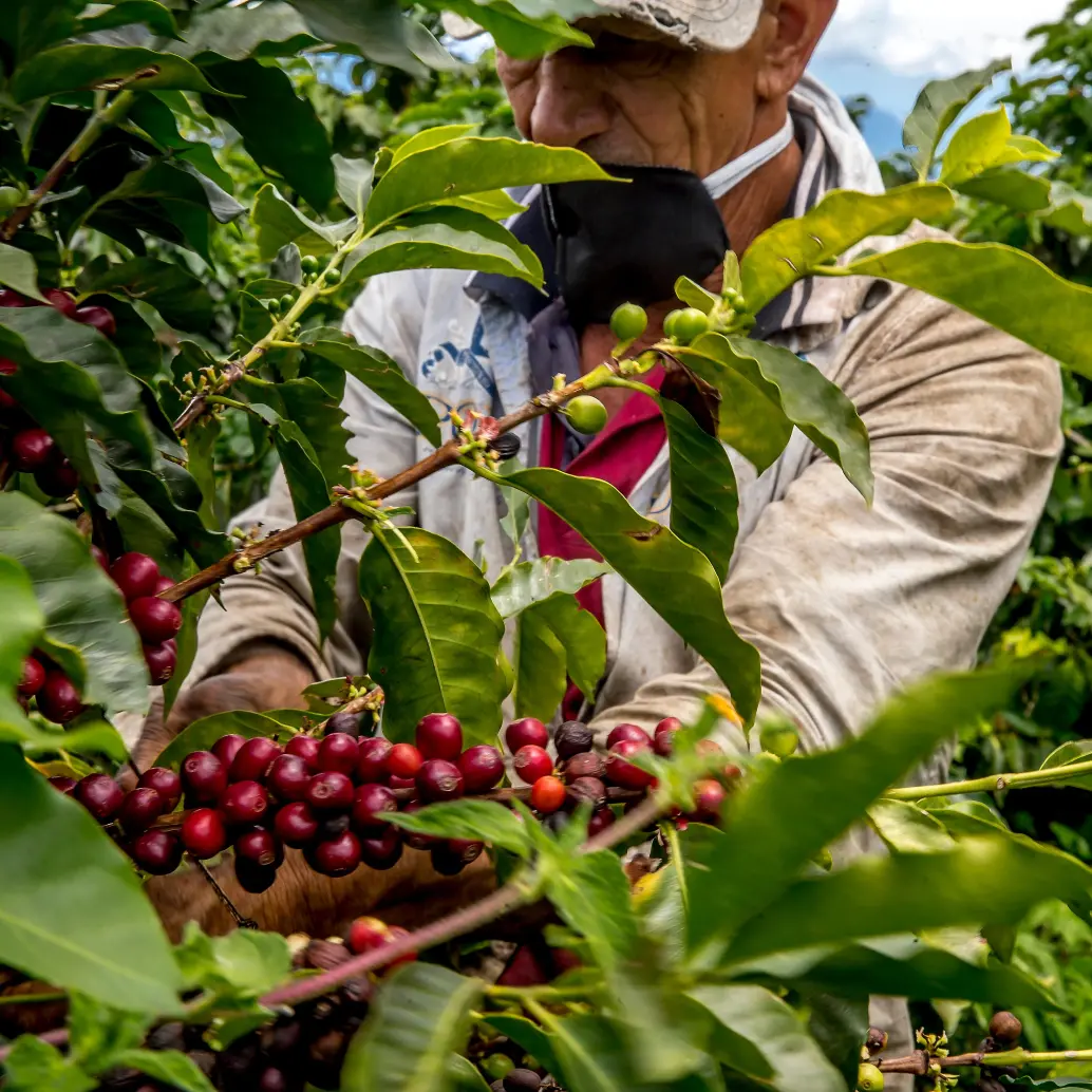 La carga de café se paga hoy a $2,96 millones en Colombia. FOTO Juan Antonio Sánchez