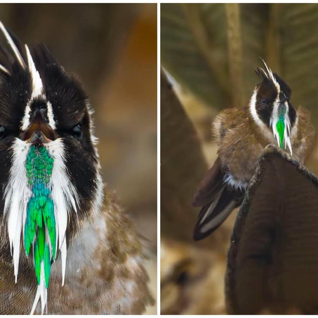 El barbudito paramuno fue fotografiado por Juan Camilo Quintero en los páramos andinos de Colombia, bajo condiciones climáticas extremas. FOTO tomada de Instagram @foto_sintesiss_