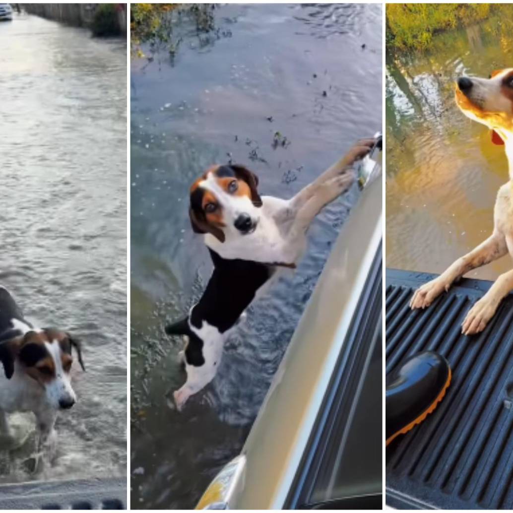 Secuencia de cómo el perrito persiguió el carro en medio de las aguas por las inundaciones en Córdoba y el resto del país. FOTO: Captura de video redes sociales @harlyncamargo