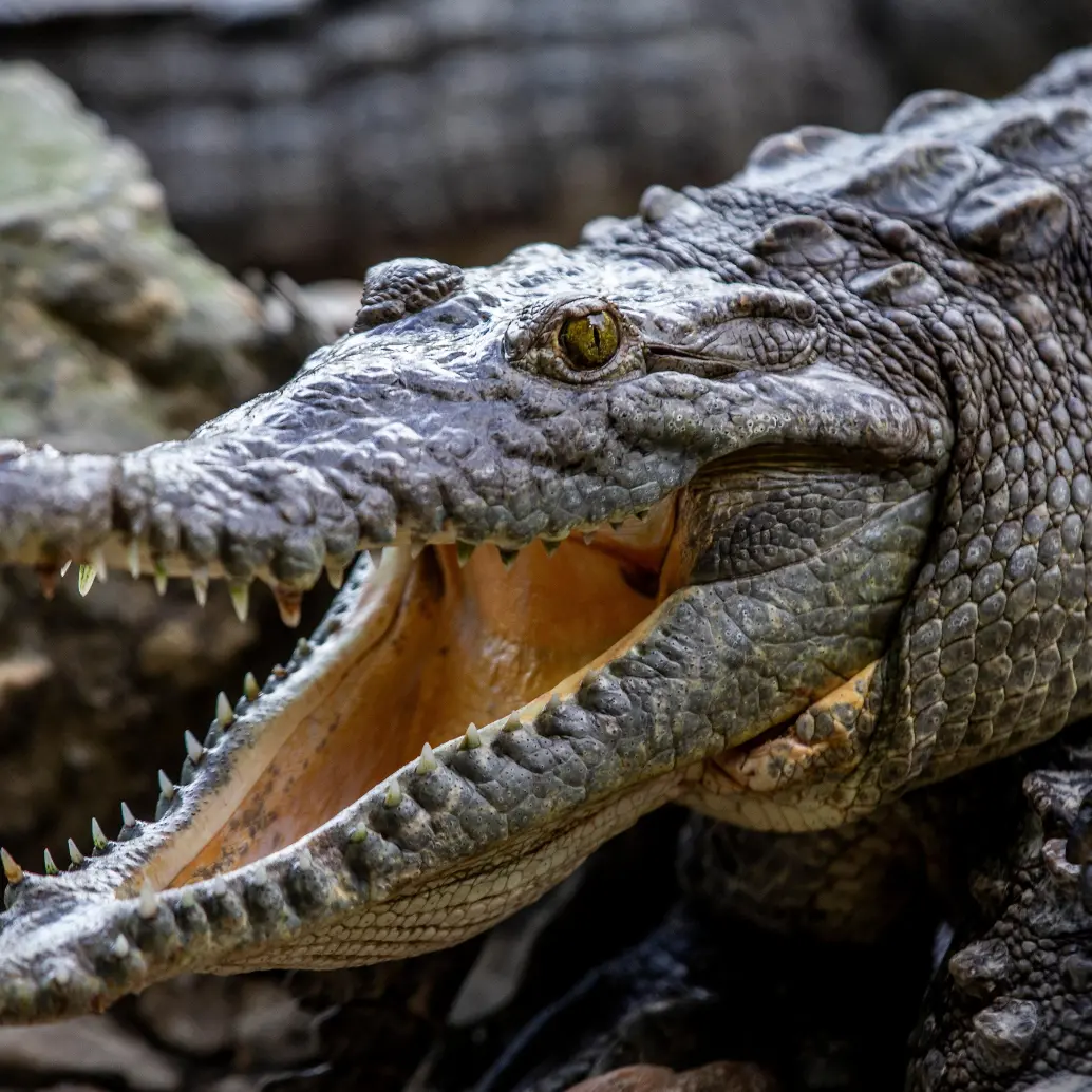 Los cocodrilos del Nilo, de los que antes se comercializaba la piel, son hoy una especie protegida. FOTO DE REFERENCIA: JULIO CÉSAR HERRERA.