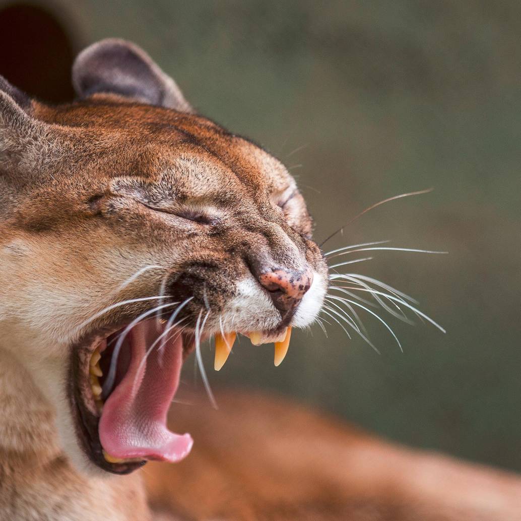 Las autoridades de Sonsón y del Oriente antioqueño hacen constantes monitoreos para vigilar los movimientos del puma que hay en este municipío y evitar que continúe atacando otras especies. FOTO: ARCHIVO