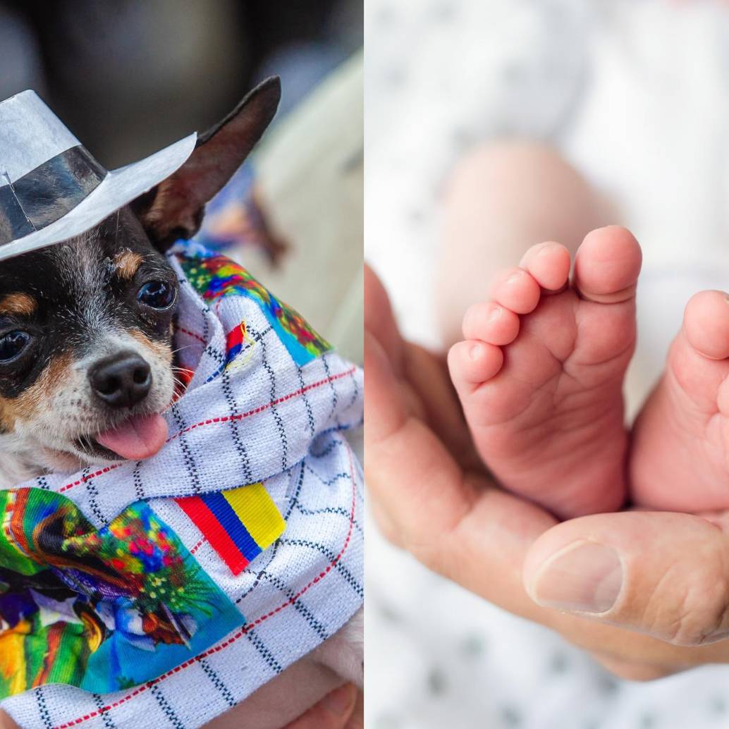 El 49% de los familias en el país tiene perro, frente a un promedio mundial del 34%, y el 38% convive con al menos un gato, muy por encima del 26% global. FOTOS: GETTY Y EL COLOMBIANO