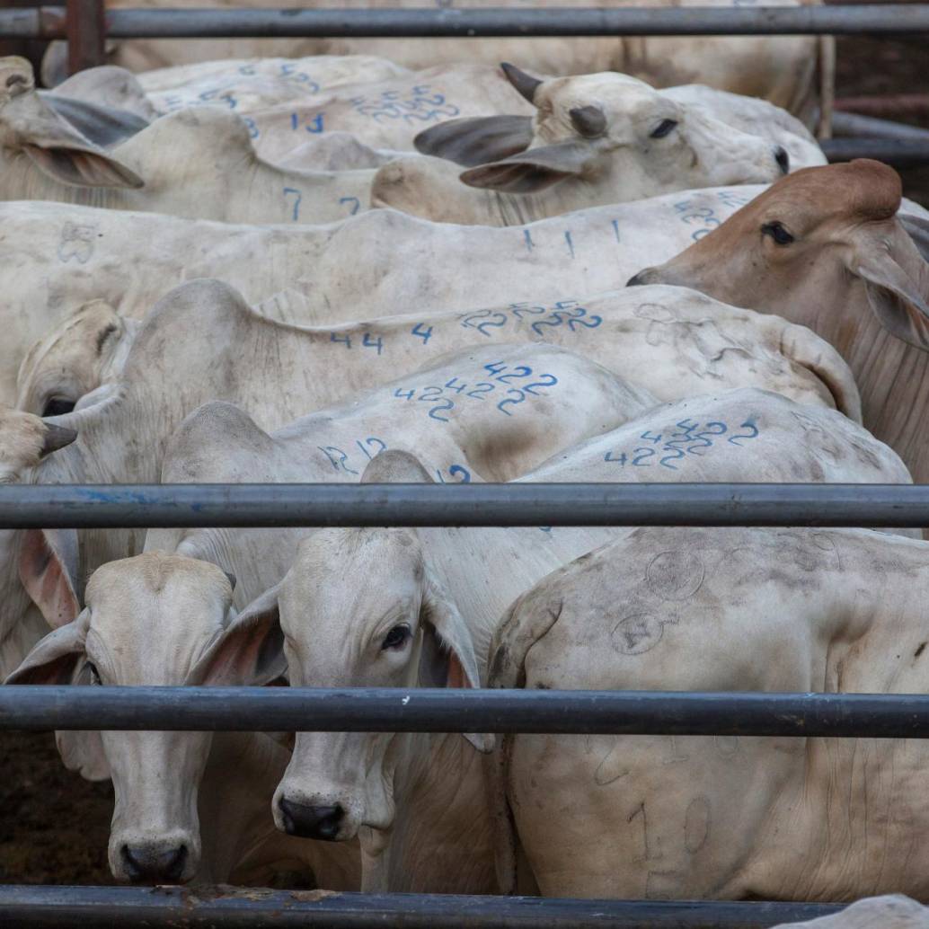 Colombia es uno de los 20 mayores exportadores de ganado en pie. FOTO MANUEL SALDARRIAGA