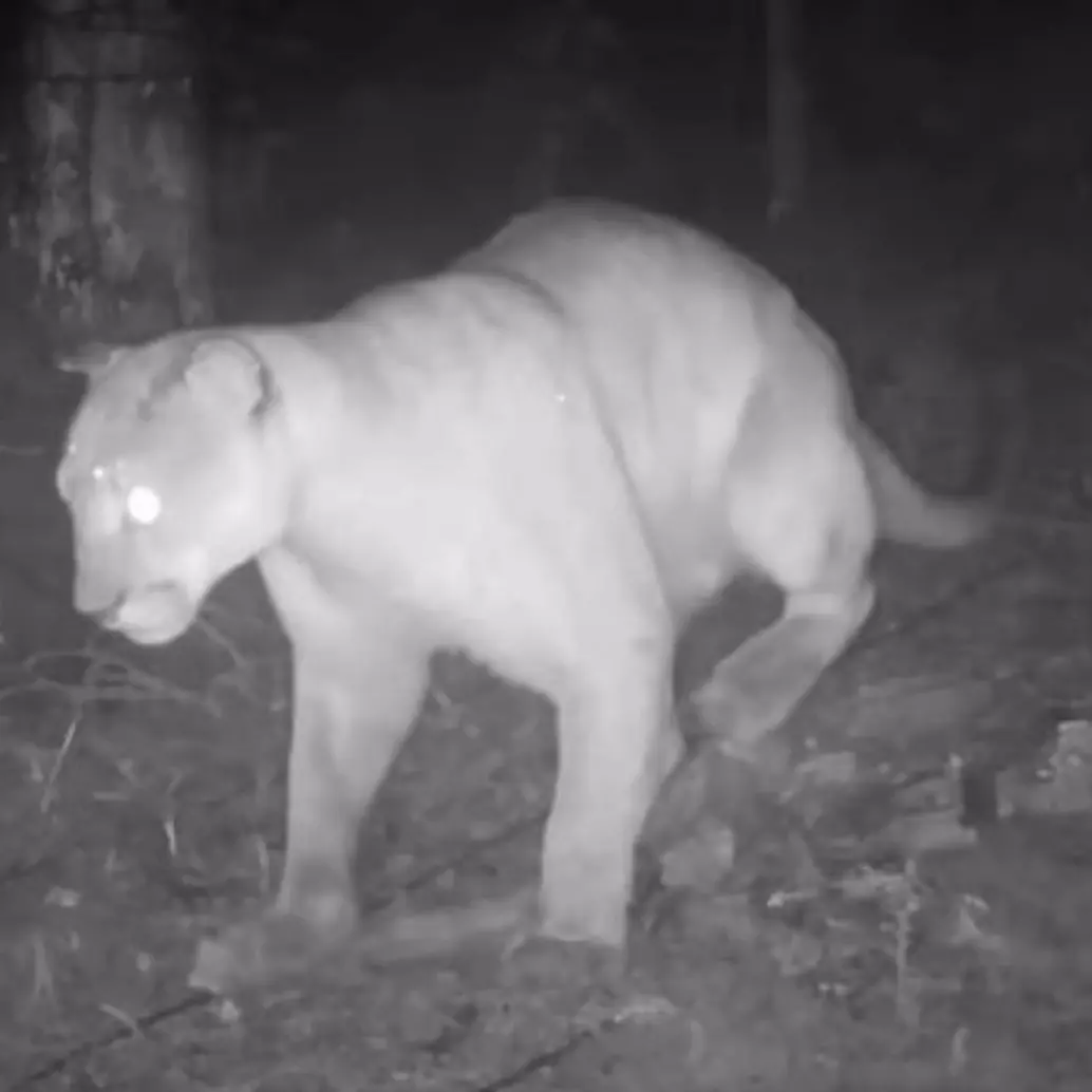 Este fue el felino captado en zona rural del municipio de Sabaneta. FOTO: imagen tomada de redes.