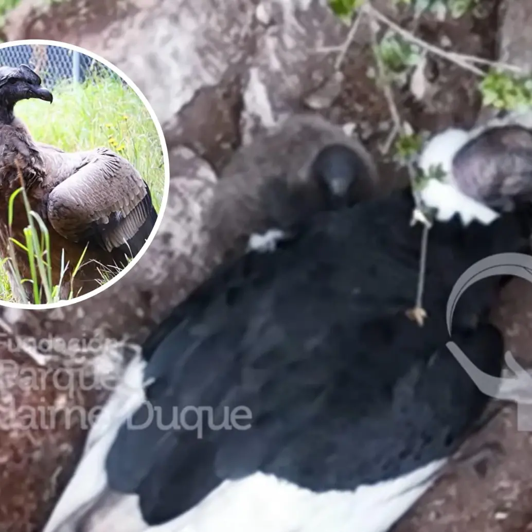Monitoreo del nido de cóndor andino en el páramo El Almorzadero, en Santander. Foto: Fundación Parque Jaime Duque