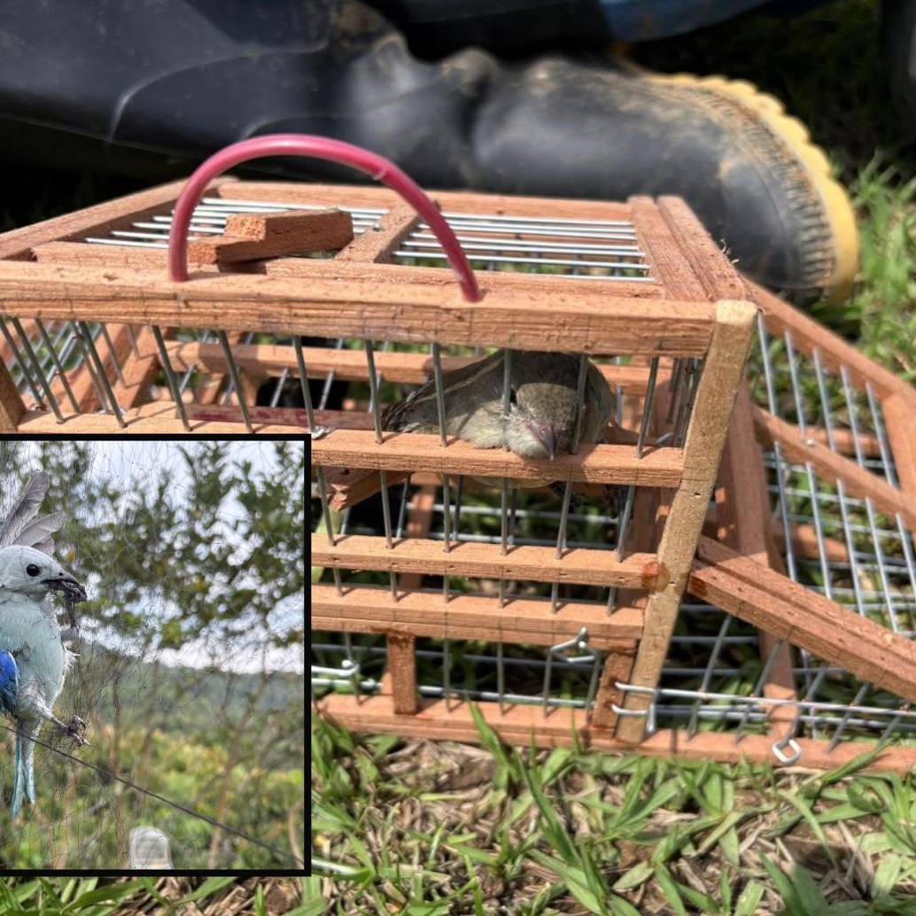 Adelante, una de las aves atrapada en una de las redes instaladas. Atrás, otro de los pájaros capturados ilegalmente. FOTO: Cortesía.