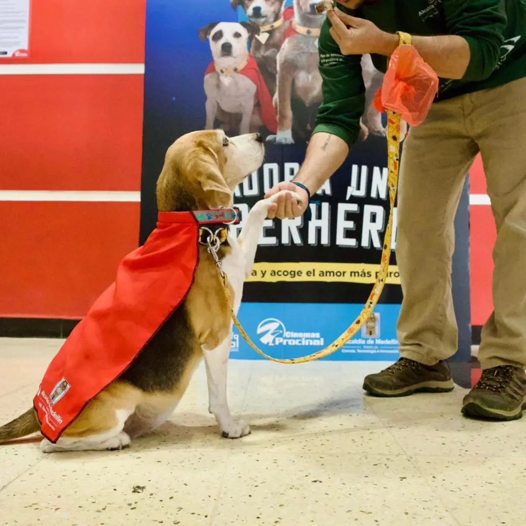 Uno de los perritos que buscará hogar este próximo fin de semana, luciendo su capa de héroe con la que tiene la misión de encontrar un hogar. FOTO: Cortesía